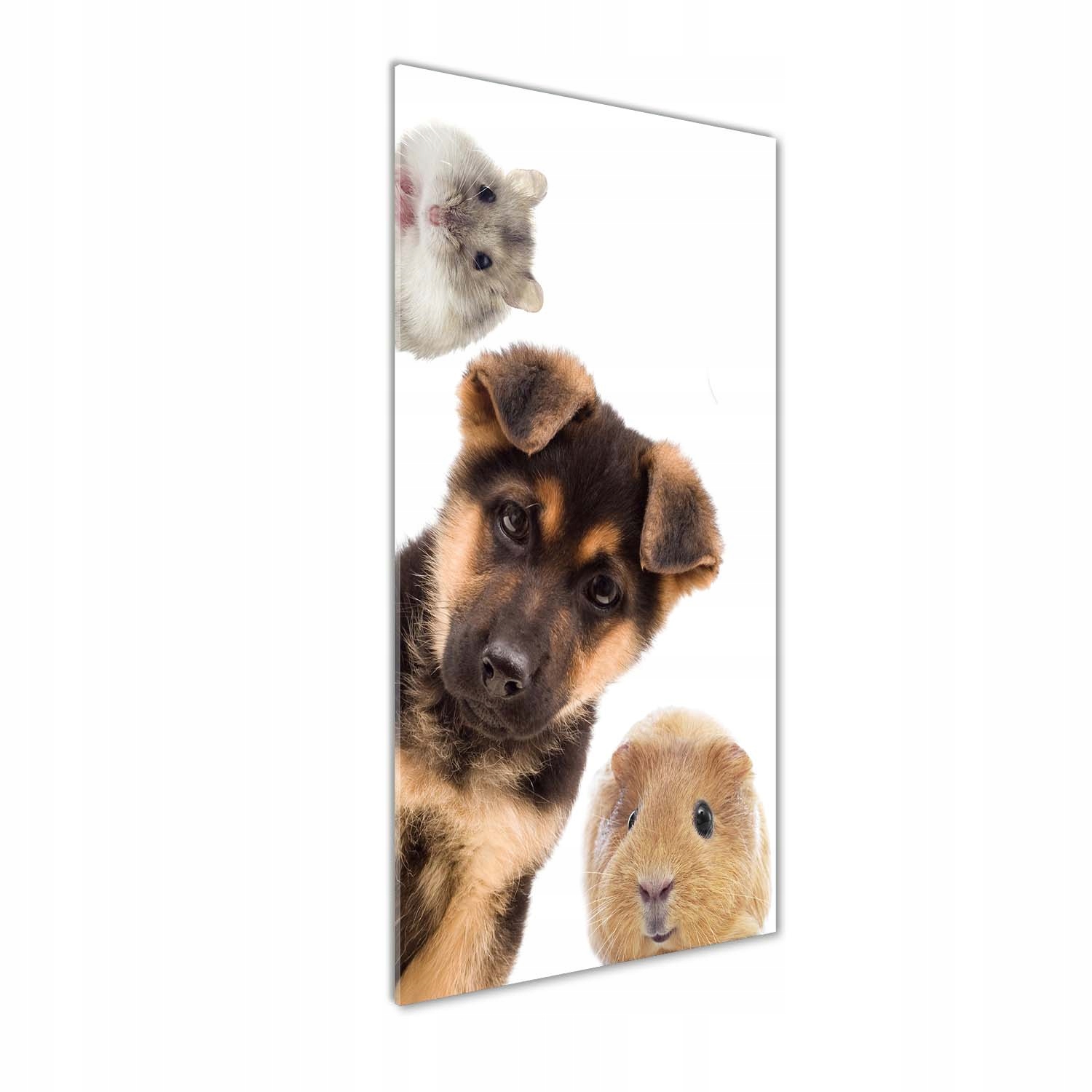 

Foto obraz szklany pionowy Zwierzęta domowe 50x125