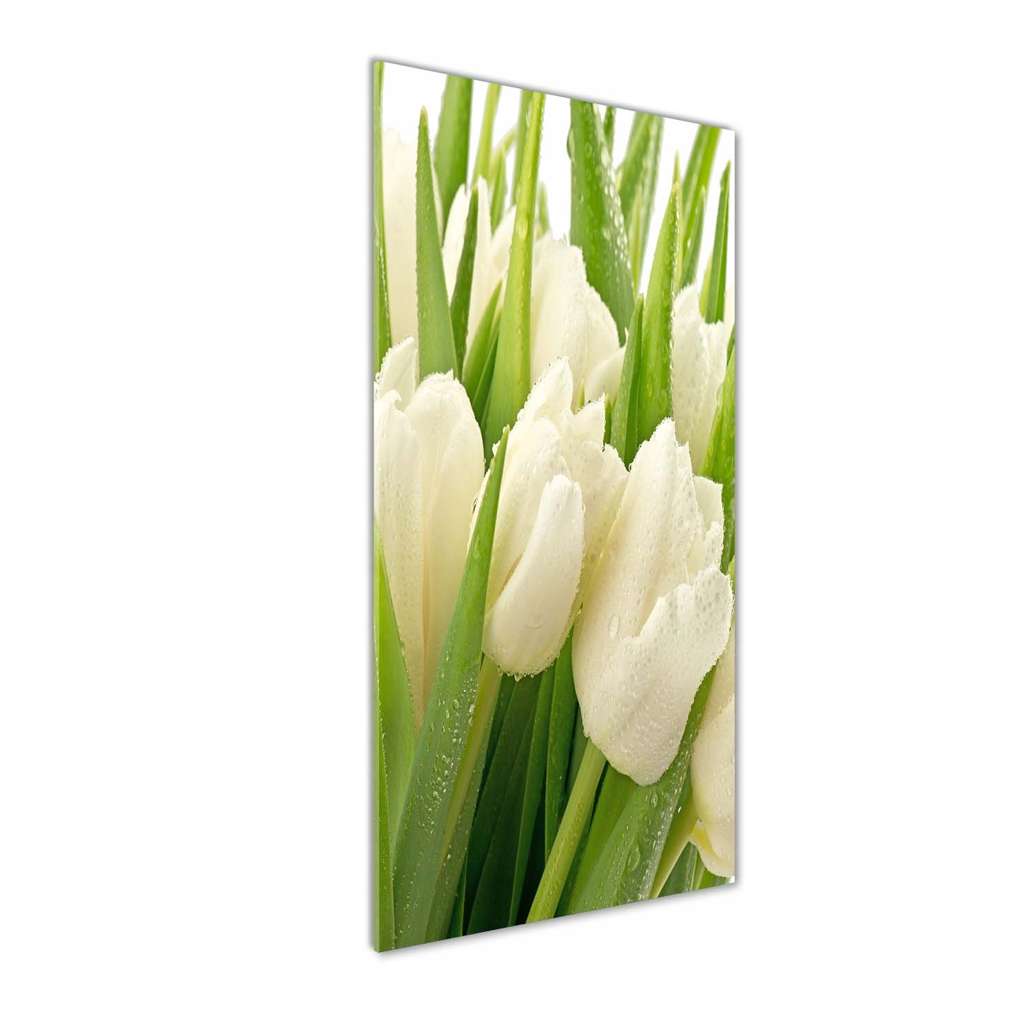 Fotoobraz na skle Bílé tulipány 50x125