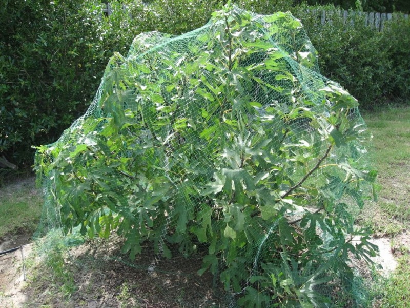 Pletená sieťka hrubá proti vtákom 15x15 m 20 g/m2