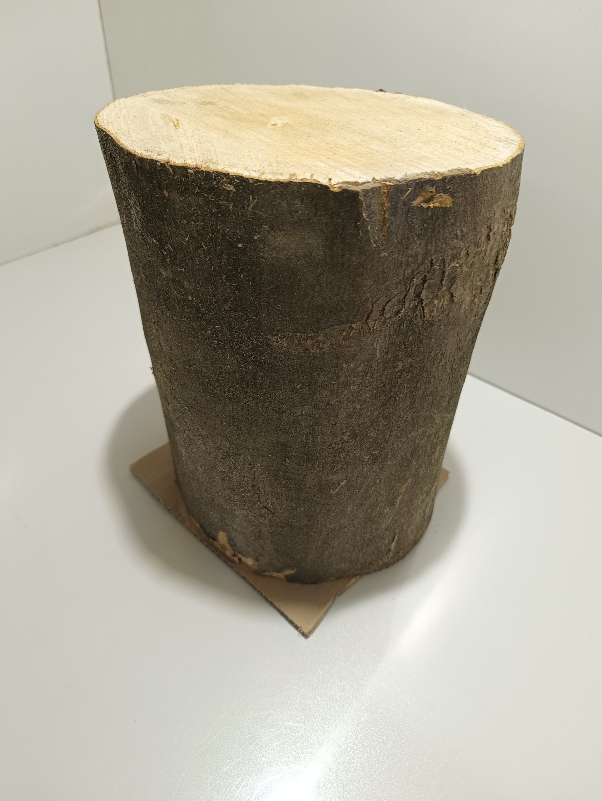 PNIAK KOLN JAWOR PIEŃ KLOCEK JAWOROWY BARDZO TWARDY ZDROWY ROZ. M 20-27cm Marka inna