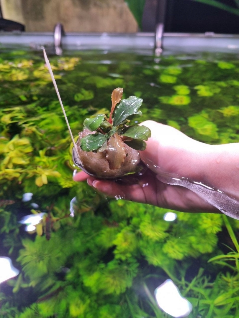 Bucephalandra 