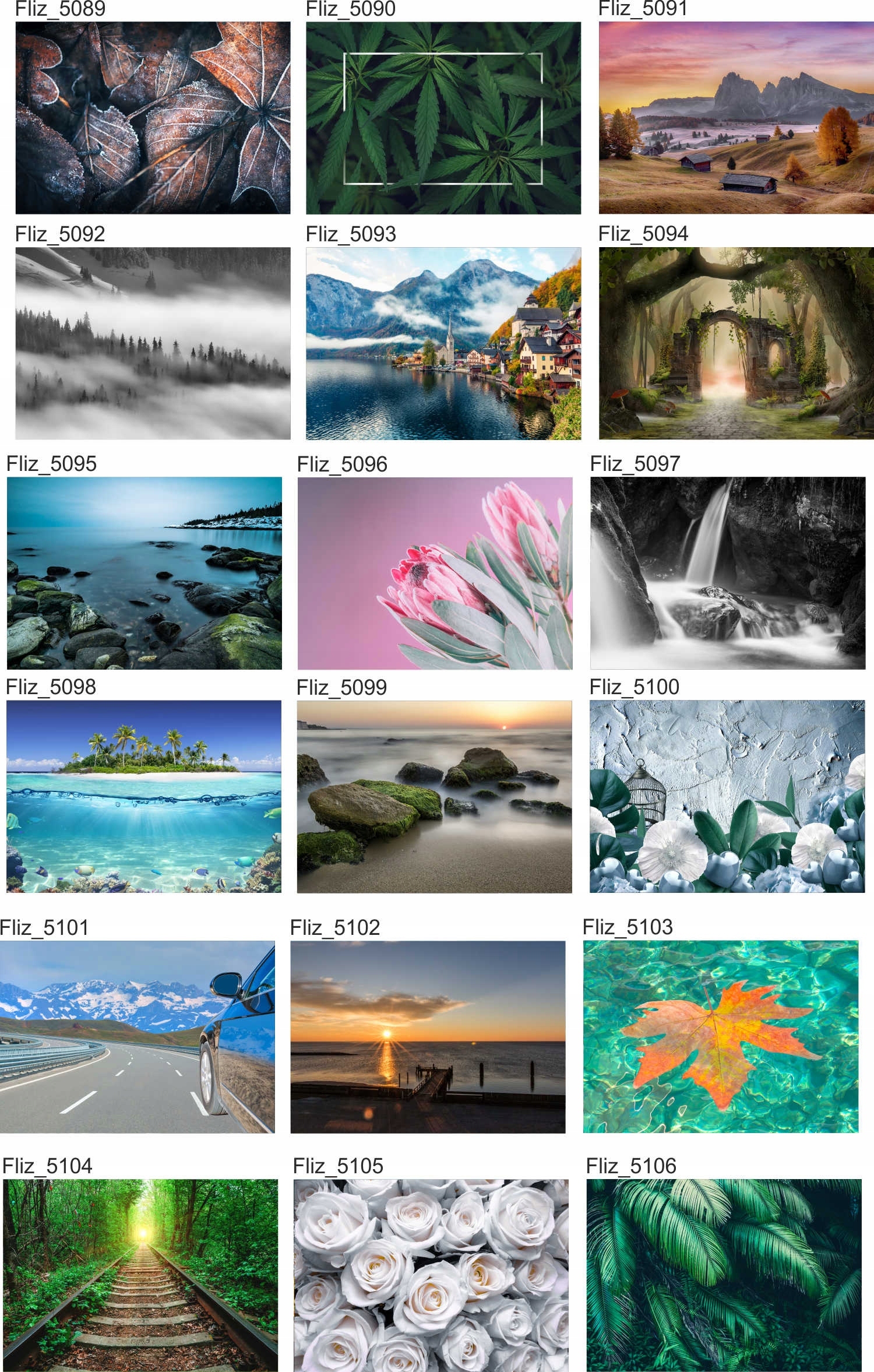 Fototapeta LIŚCIE I KWIATY DŻUNGLI 370x250 Marka inna