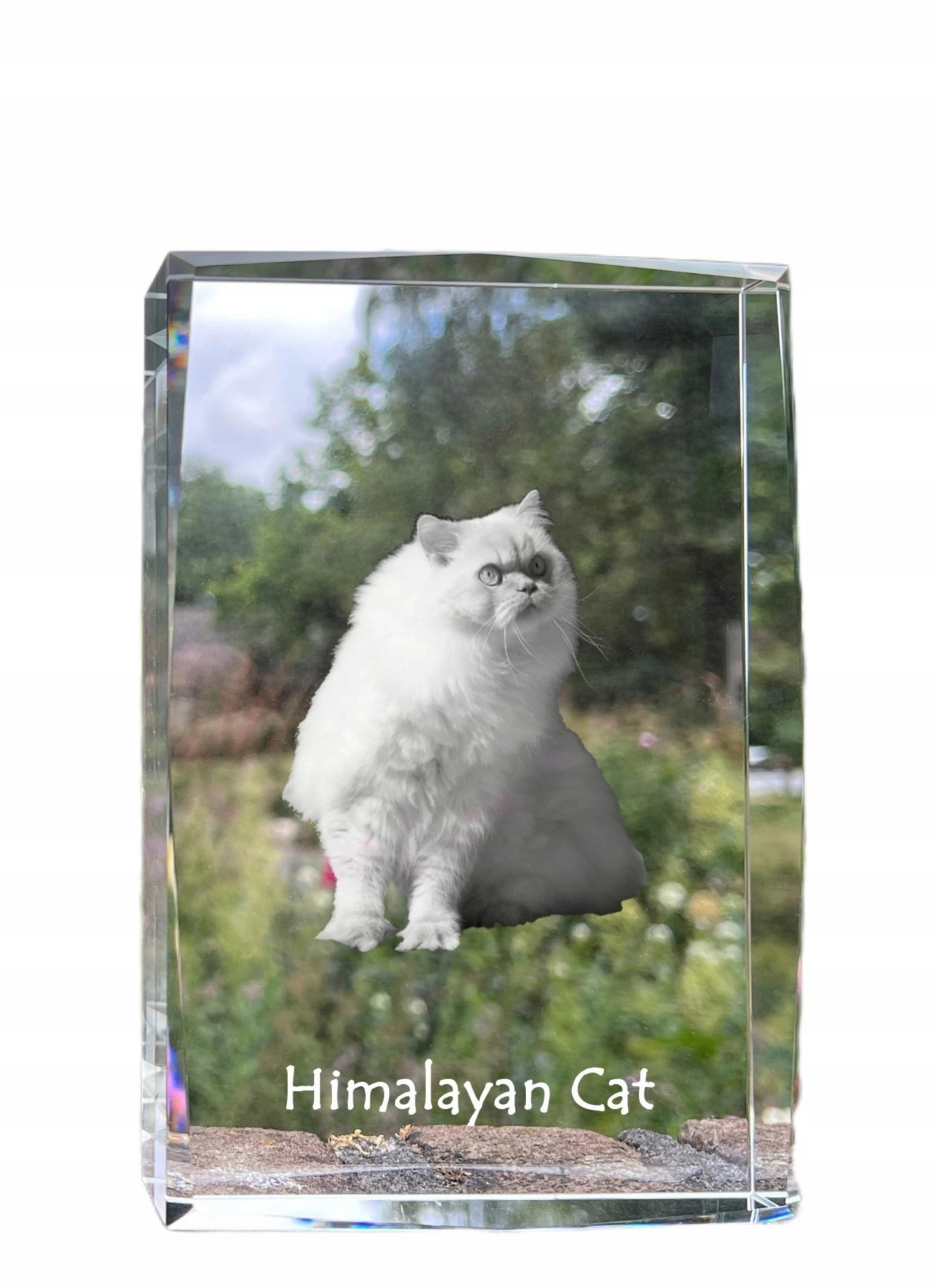 Himalájska mačka, fotografia v kryštáli, suvenír, trofej, poďakovanie