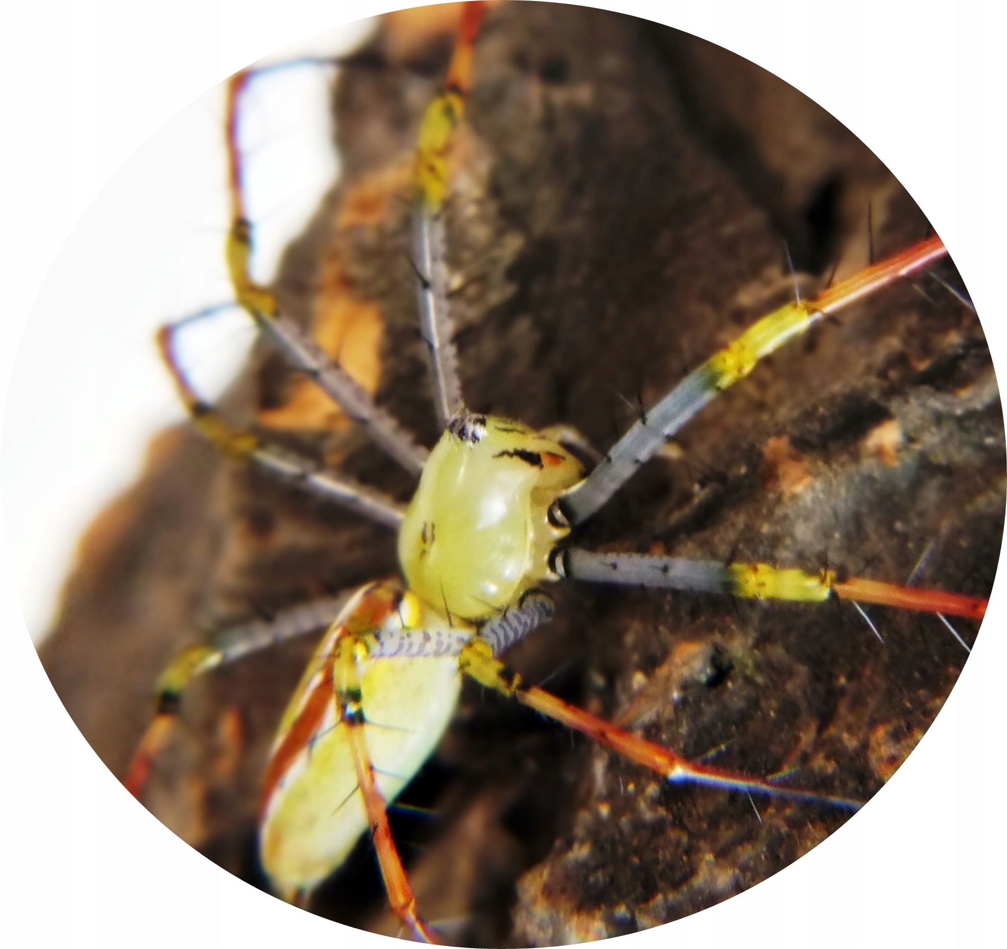 Peucetia lucasi L3/4 (SpidersForge)