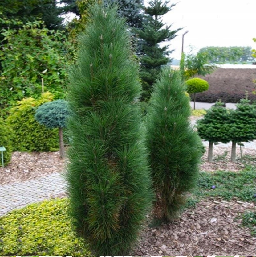 Сосна черная зеленая башня колонна