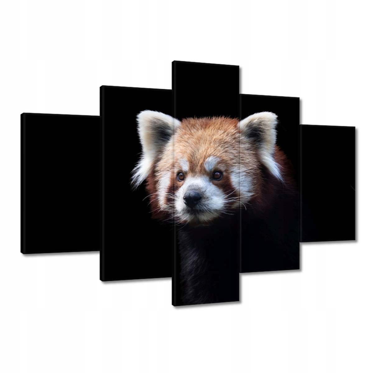 Obrazy 150x105 Panda ailurus fulgens