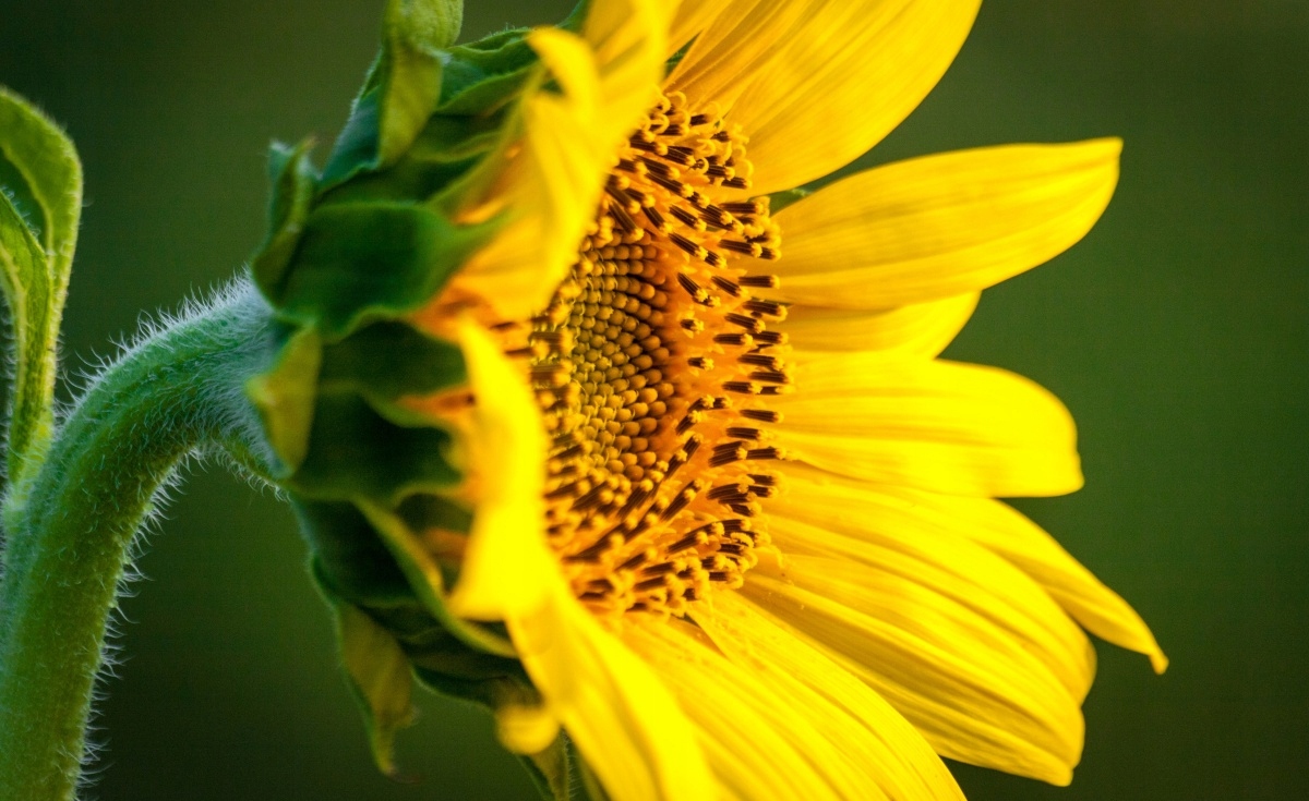 

Tapeta flizelinowa Słonecznik 416x254