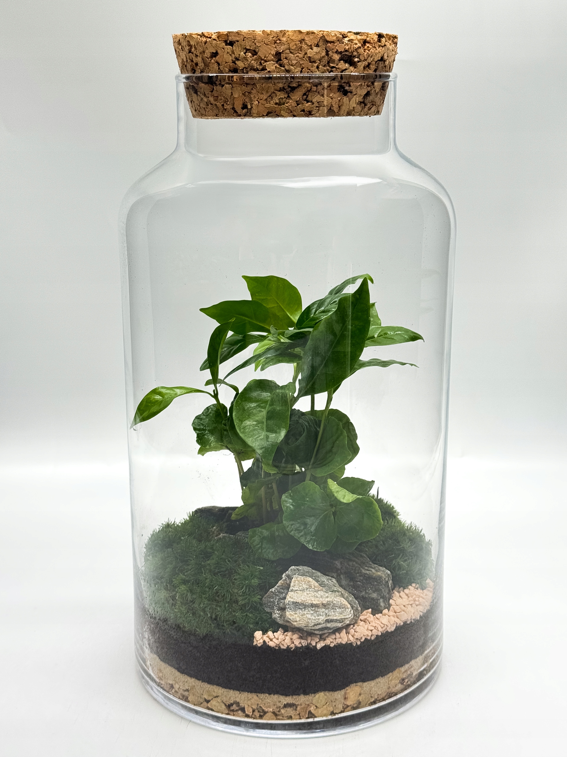 Les ve skle 35 cm – hotová kompozice s kávou arabica, mechem a korkem