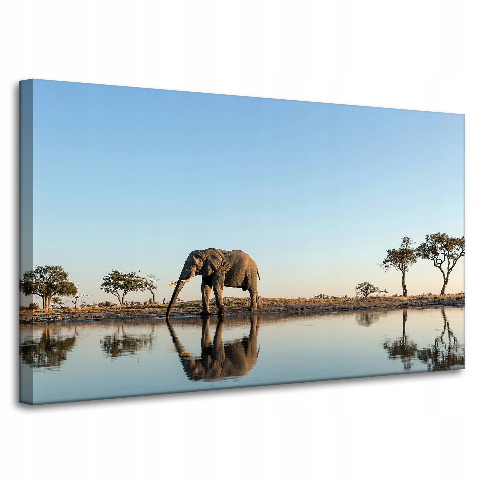 Obraz na plátně Slon pijící vodu v přírodním prostředí 100x60 cm