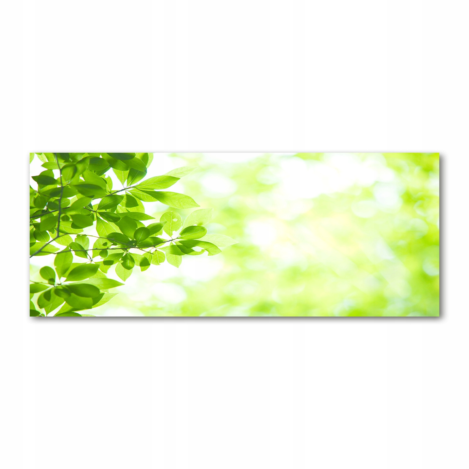 

Fotoobraz akryl nowoczesny na ścianę Liście 125x50