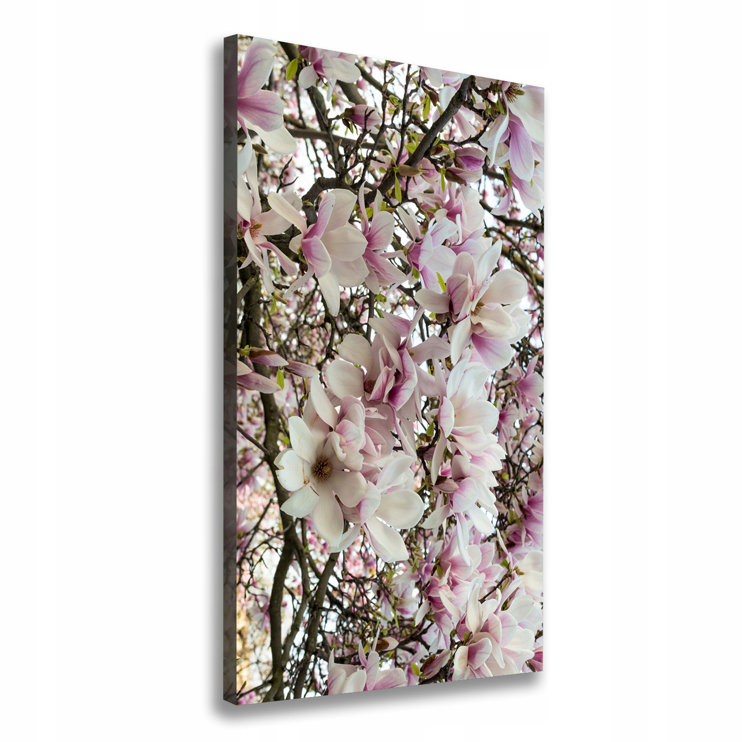 

Foto obraz na płótnie Kwiaty magnolii 60x120 cm