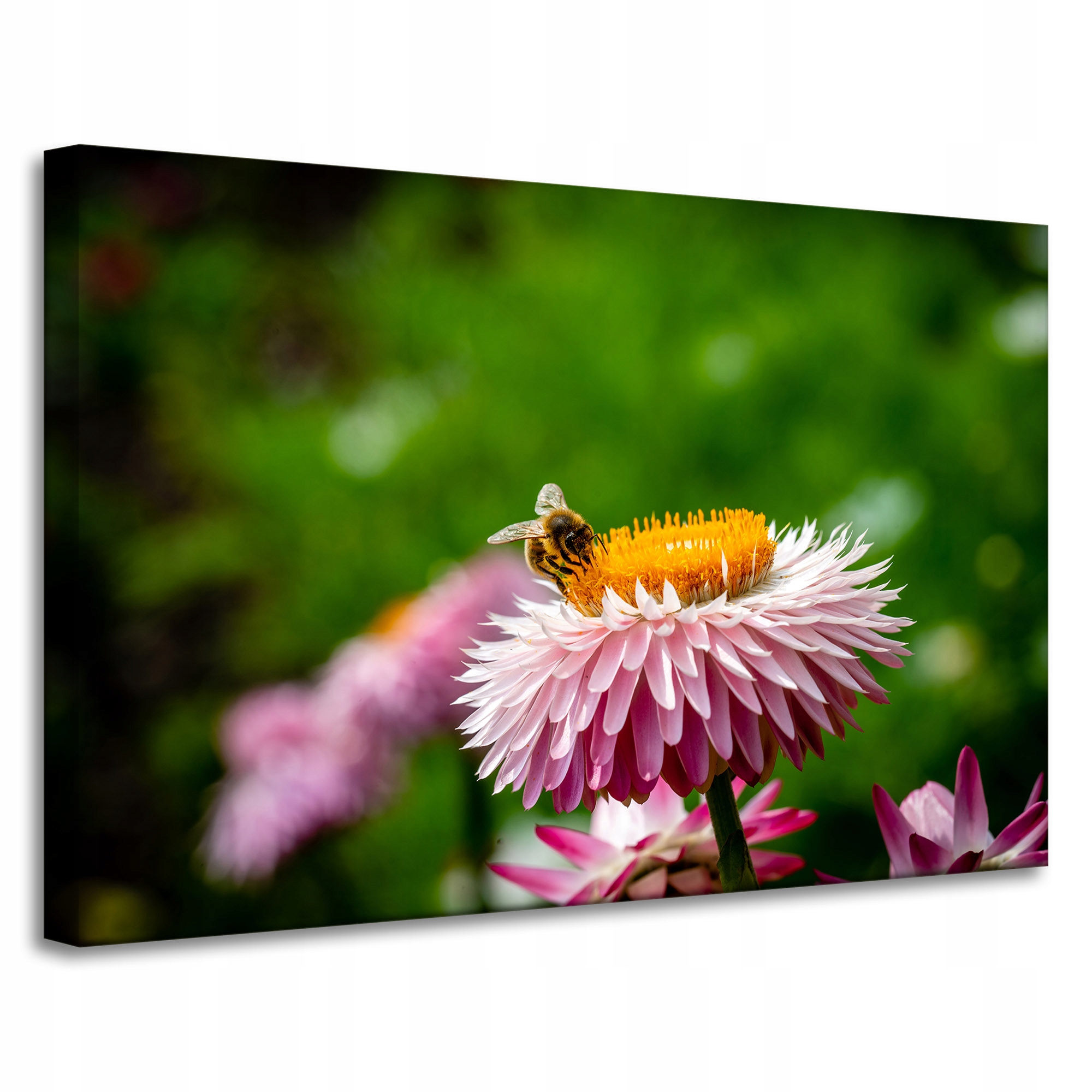 Obrazy na plátně Botanika Včela a květina 90x60