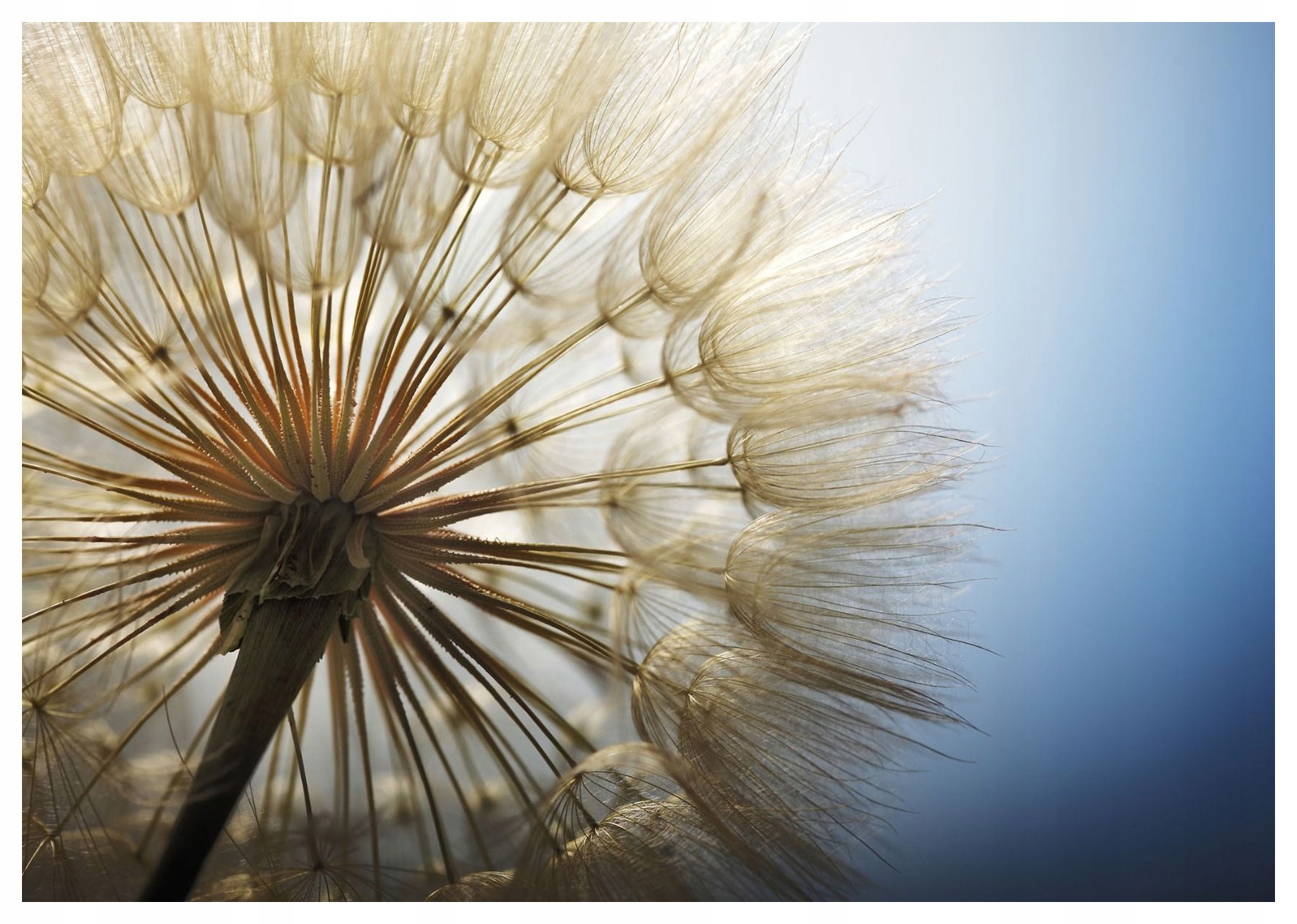 Fototapeta Púpava ľahkosť makro sny jemnosť 350x250 lepidlo