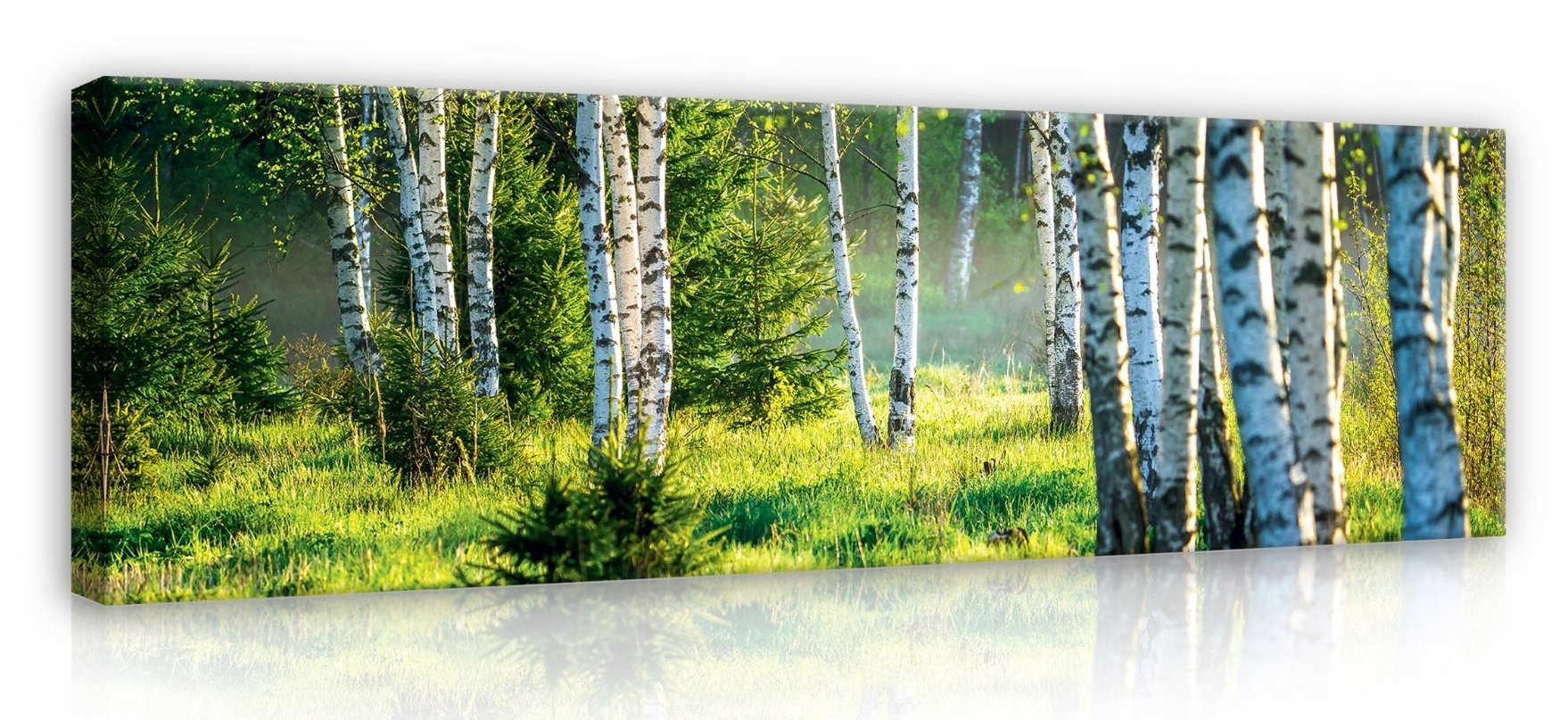 Obraz 145x45 Břízový les sluneční světlo jaro léto příroda klid