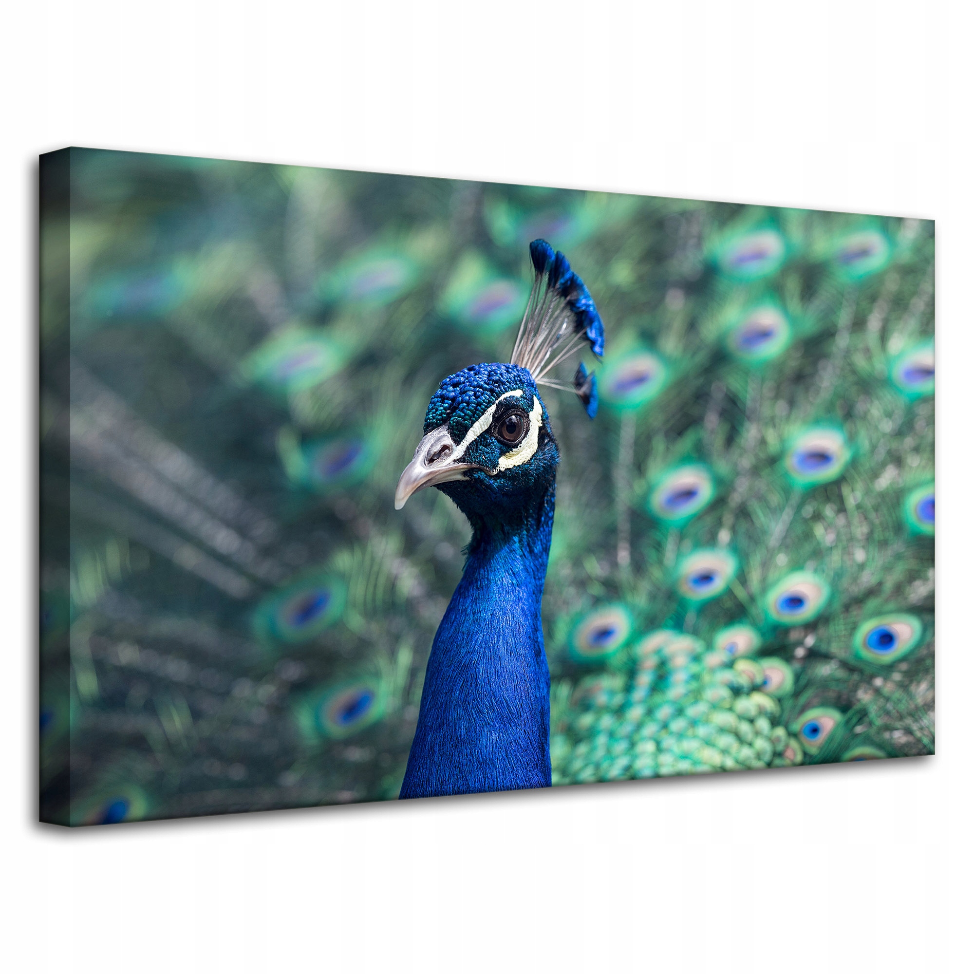 Obraz Canvas Zvířata Pták Páv indický 80x50 cm