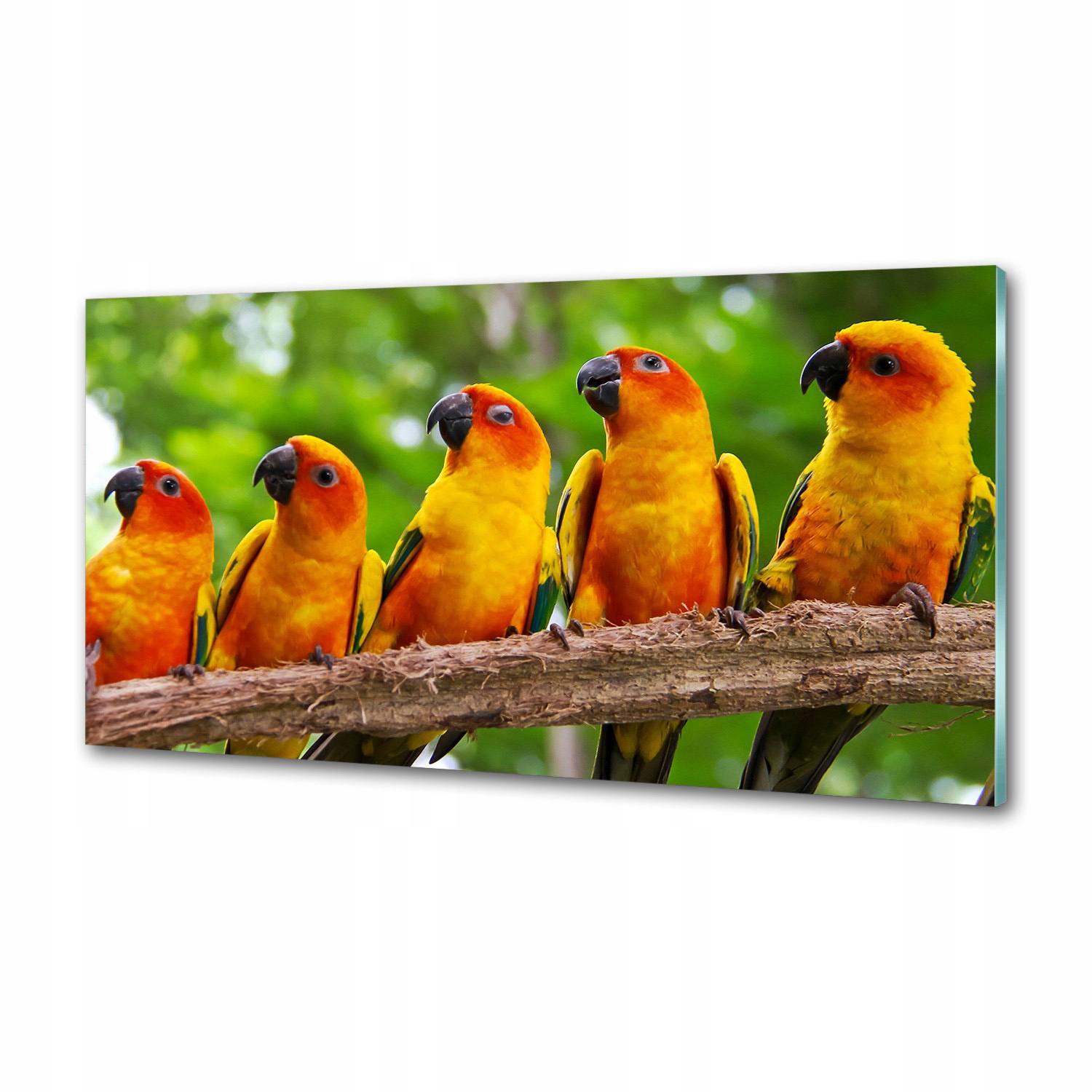 Panel do kuchyne Papagáje na vetve 100 x 50 cm Lepidlo