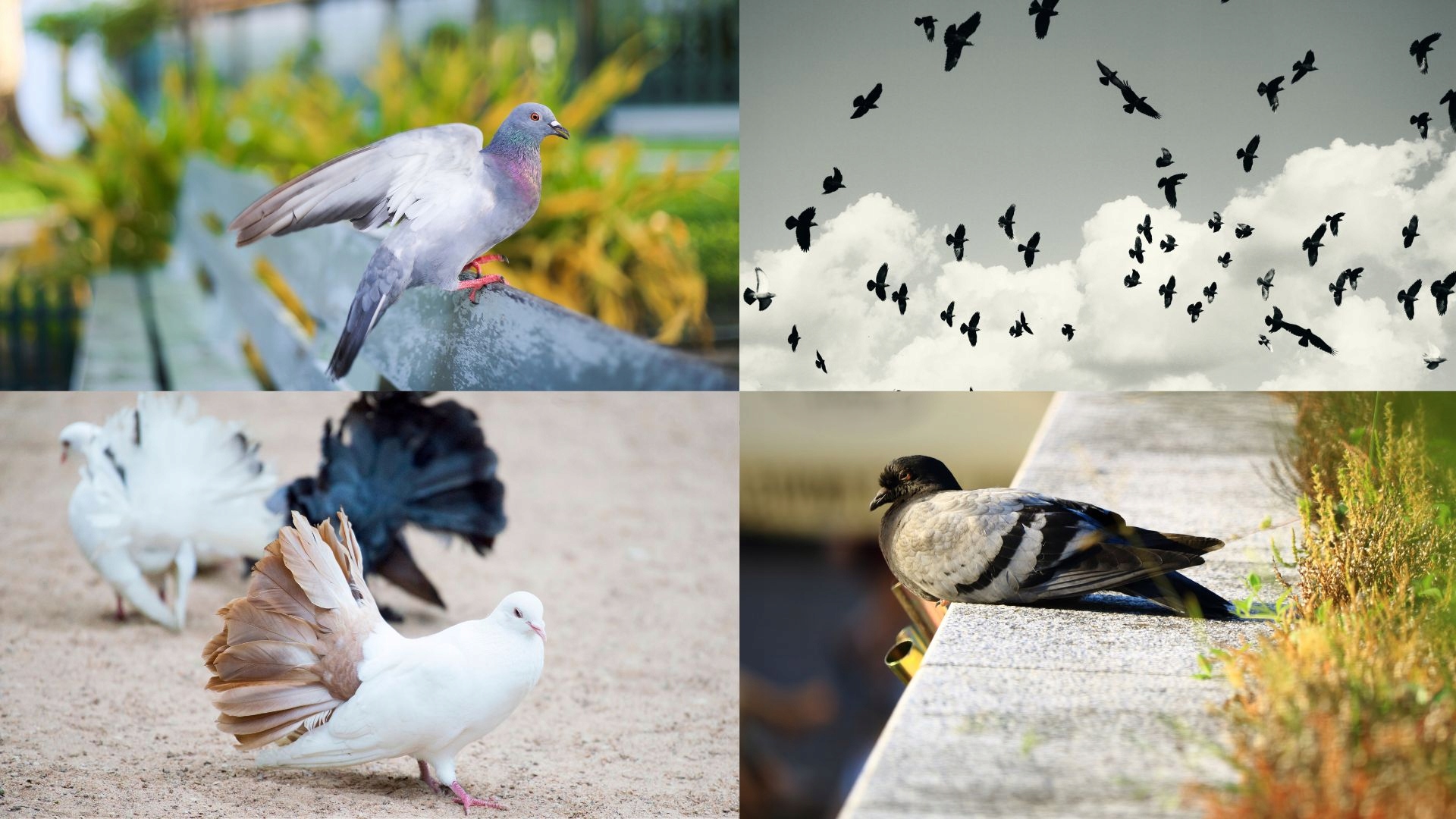 Rohnfried - Immunbooster - 500g (odporność) Zastosowanie wzmocnienie odporności