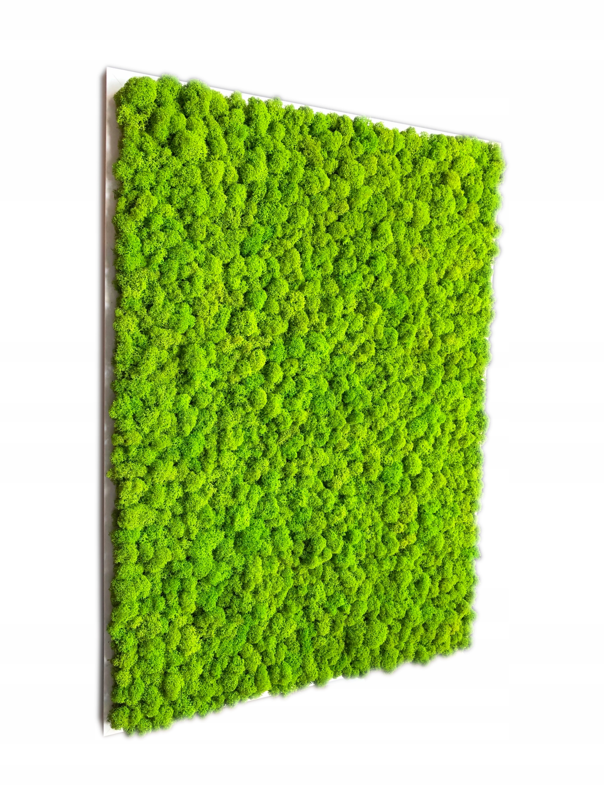 Mech přírodní Obraz s Chrobotka Dekorace z mechu!