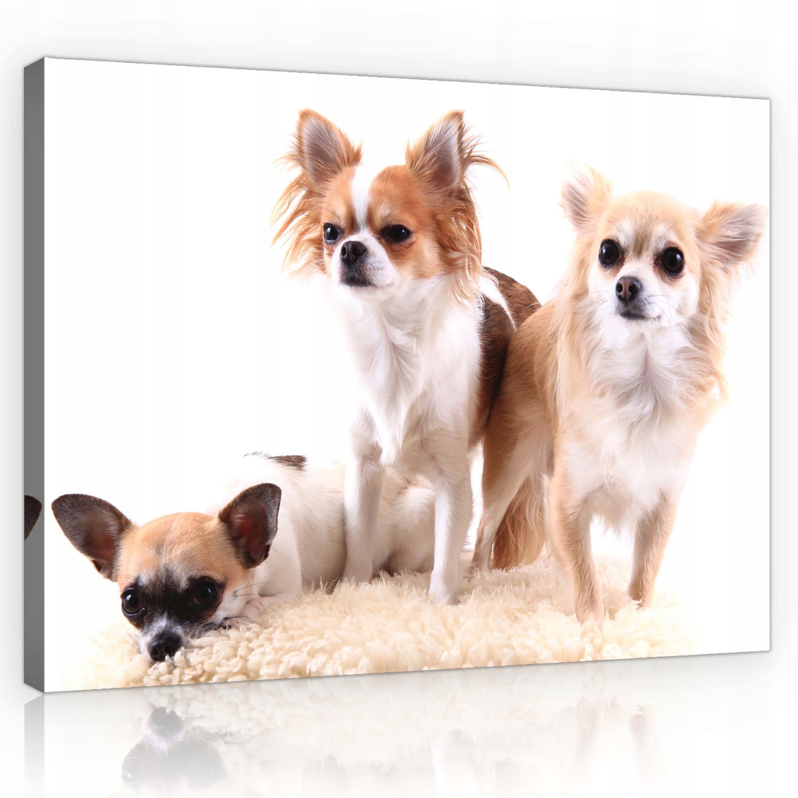 Obraz 80x60 Chihuahua psi domácí zvířata roztomilí psi portrét přátelství