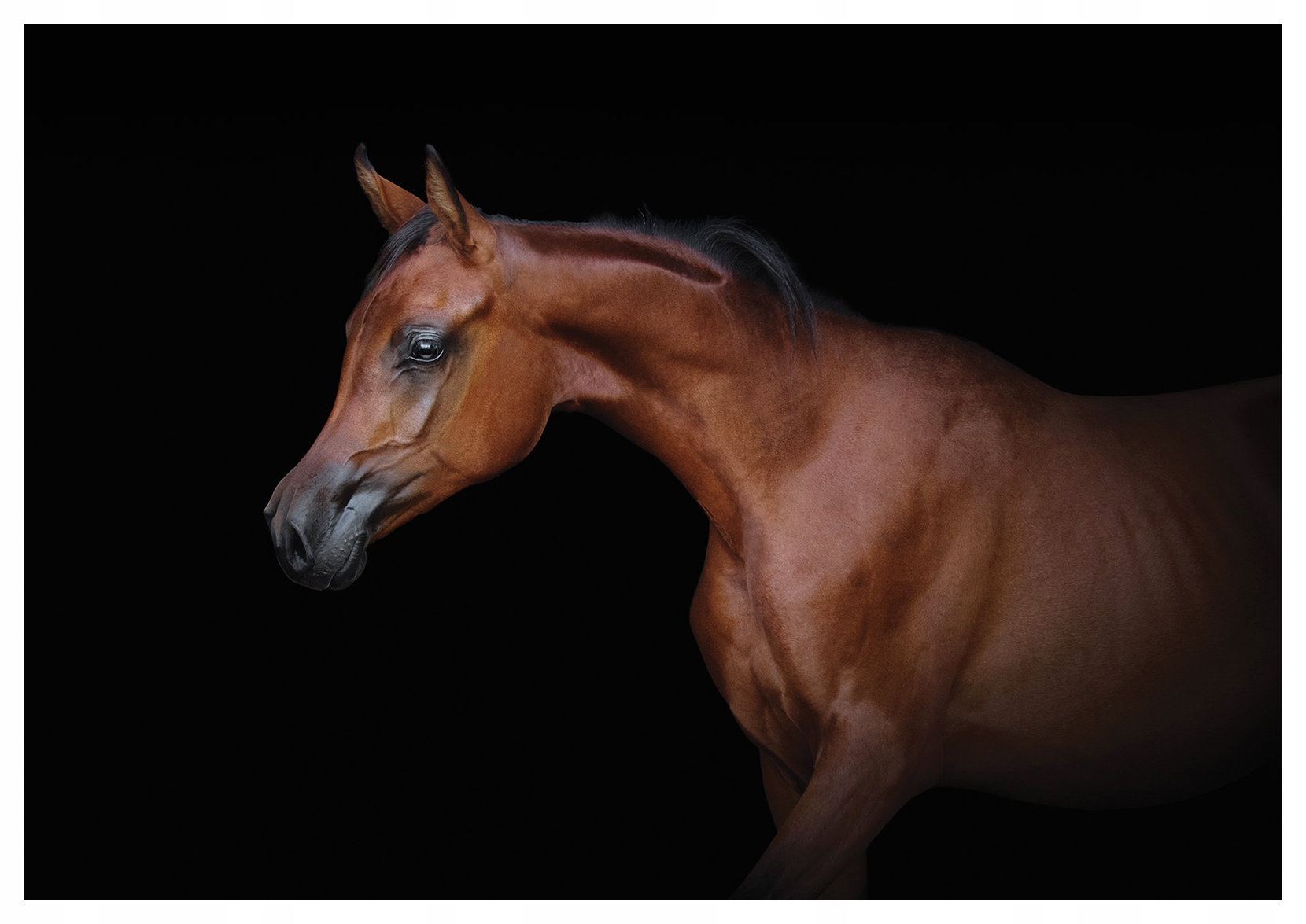 Vliesová fototapeta Černý arabský kůň Gracja Elegance 416x254 lepidlo