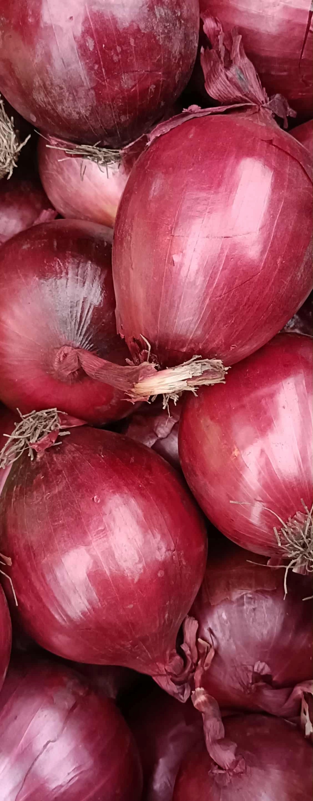 Cebula czerwona, świeża 5 kg