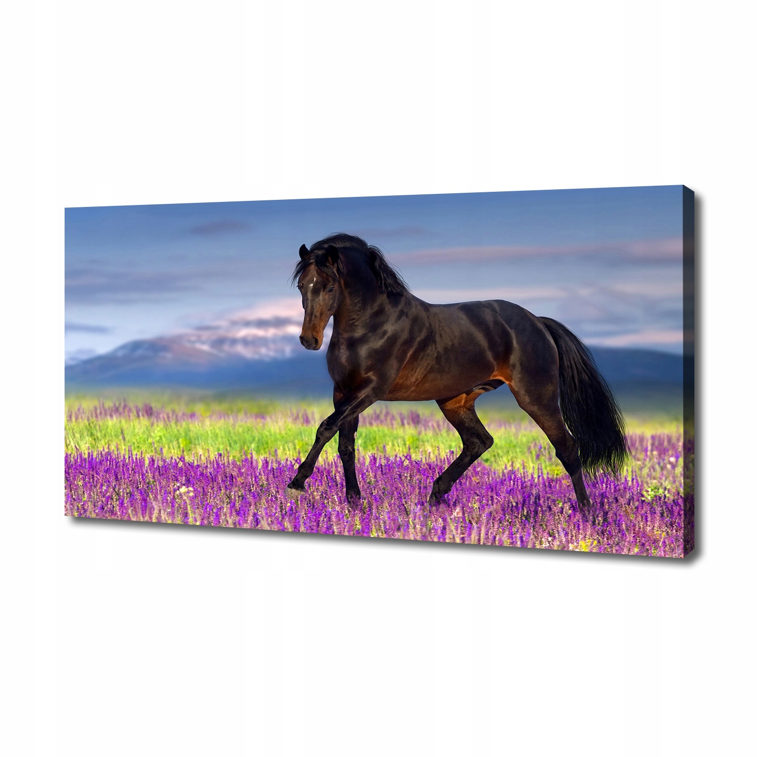 

Foto obraz na płótnie Koń na polu lawendy 140x70cm