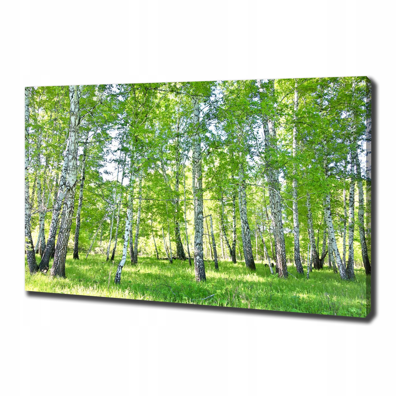 

Duży foto obraz na ścianę canvas Brzozy 100x70 cm