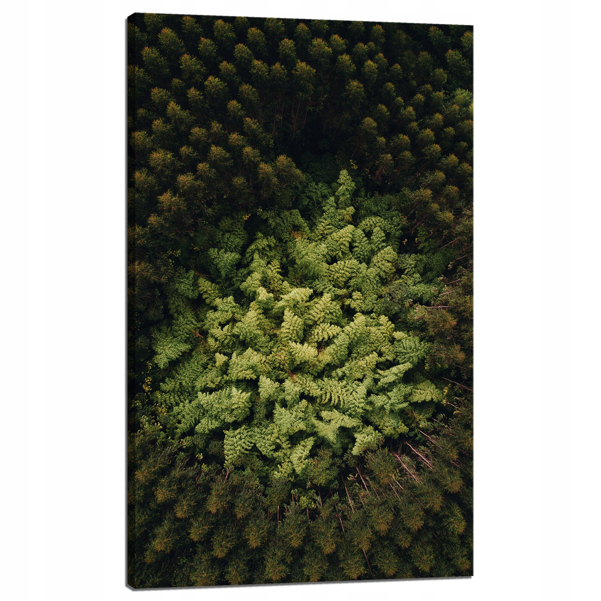 Obraz na plátně Příroda Stromy z letu ptáka Letecké záběry lesa 60x100