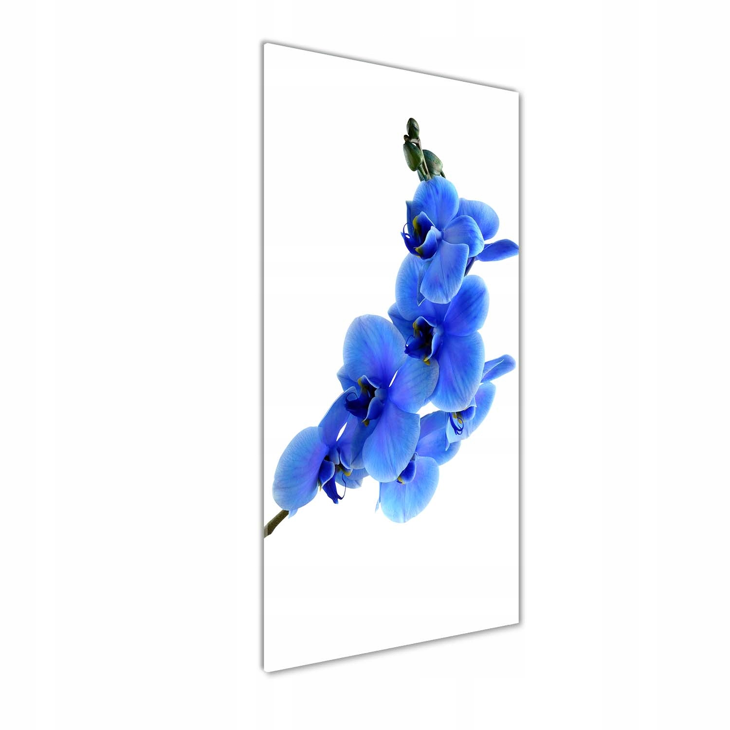 

Foto obraz akrylowy Niebieska orchidea 50x125 cm