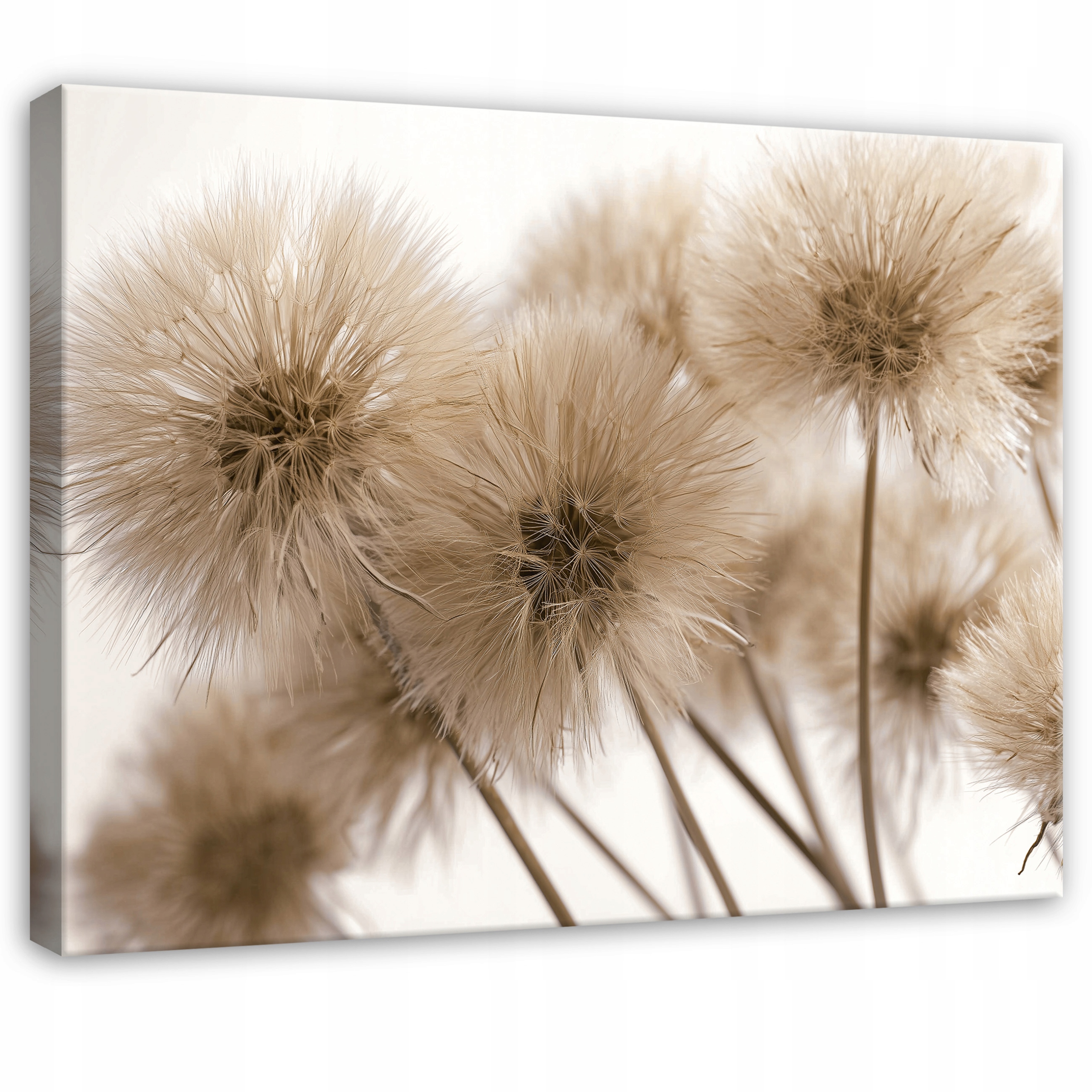 Béžový Obraz Květiny Dmychadla Příroda Do Předsíně Kanceláře Moderní 100x70