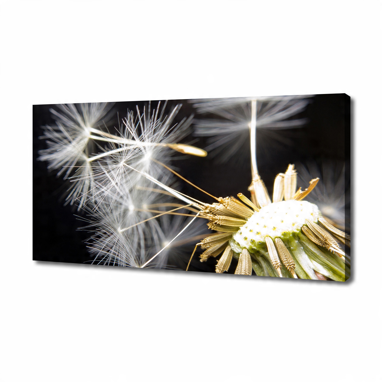 

Foto obraz na płótnie Nasiona dmuchawca 140x70 cm