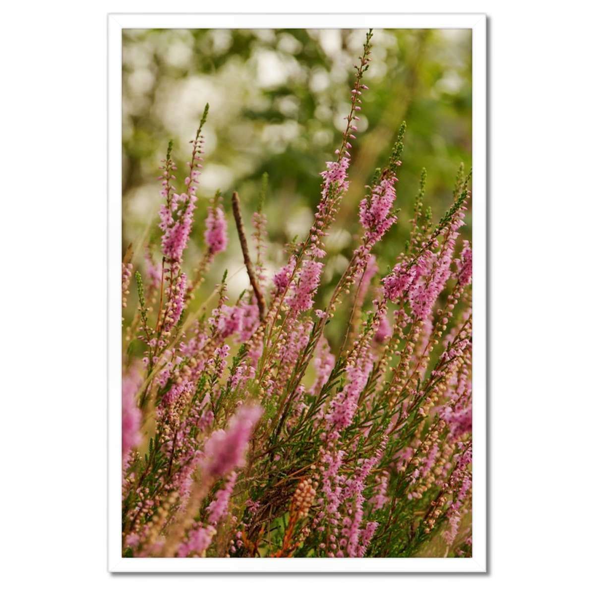 Plakáty v rámu 40x60 Vřesy, fialové květy