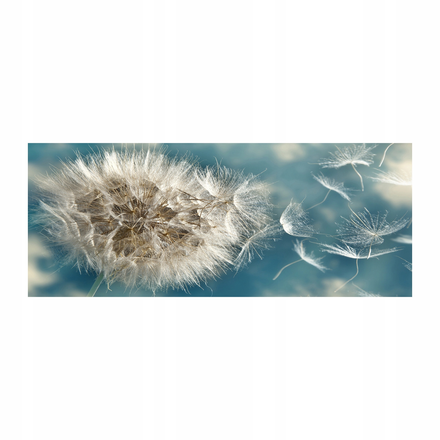 

Foto obraz akryl nowoczesny Dmuchawce 125x50 cm