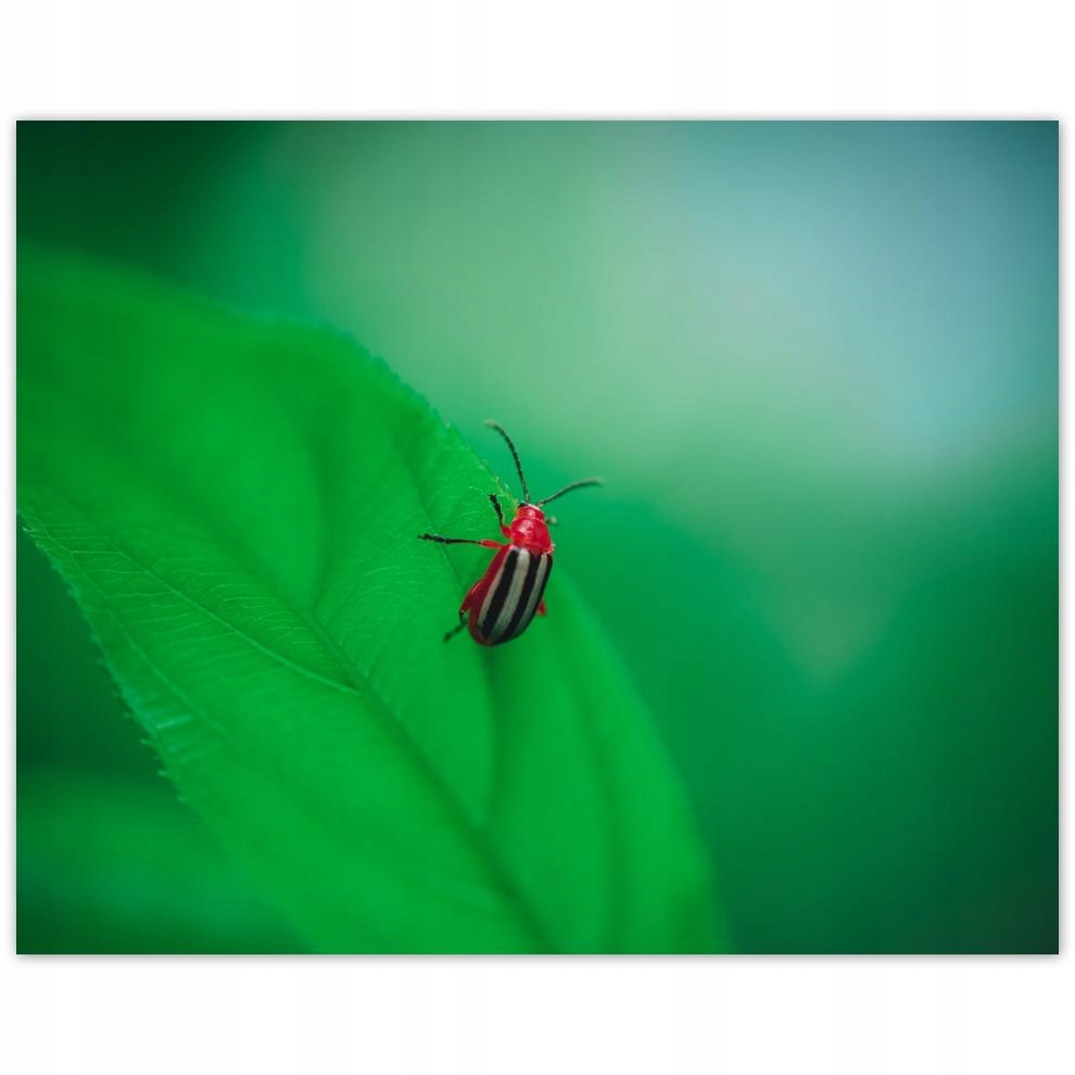 

Plakat 50x40 Zwierzęta Zwierzątka