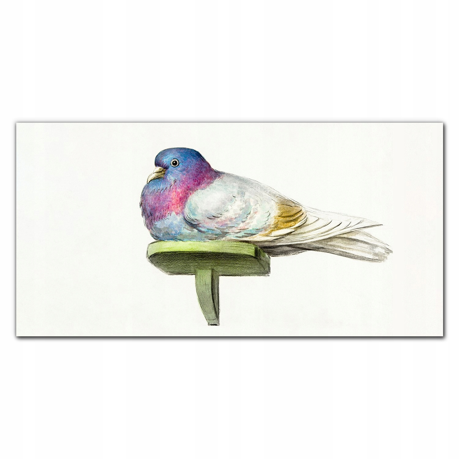 Obraz na ráme plátno Zviera vták holub 140x70 cm