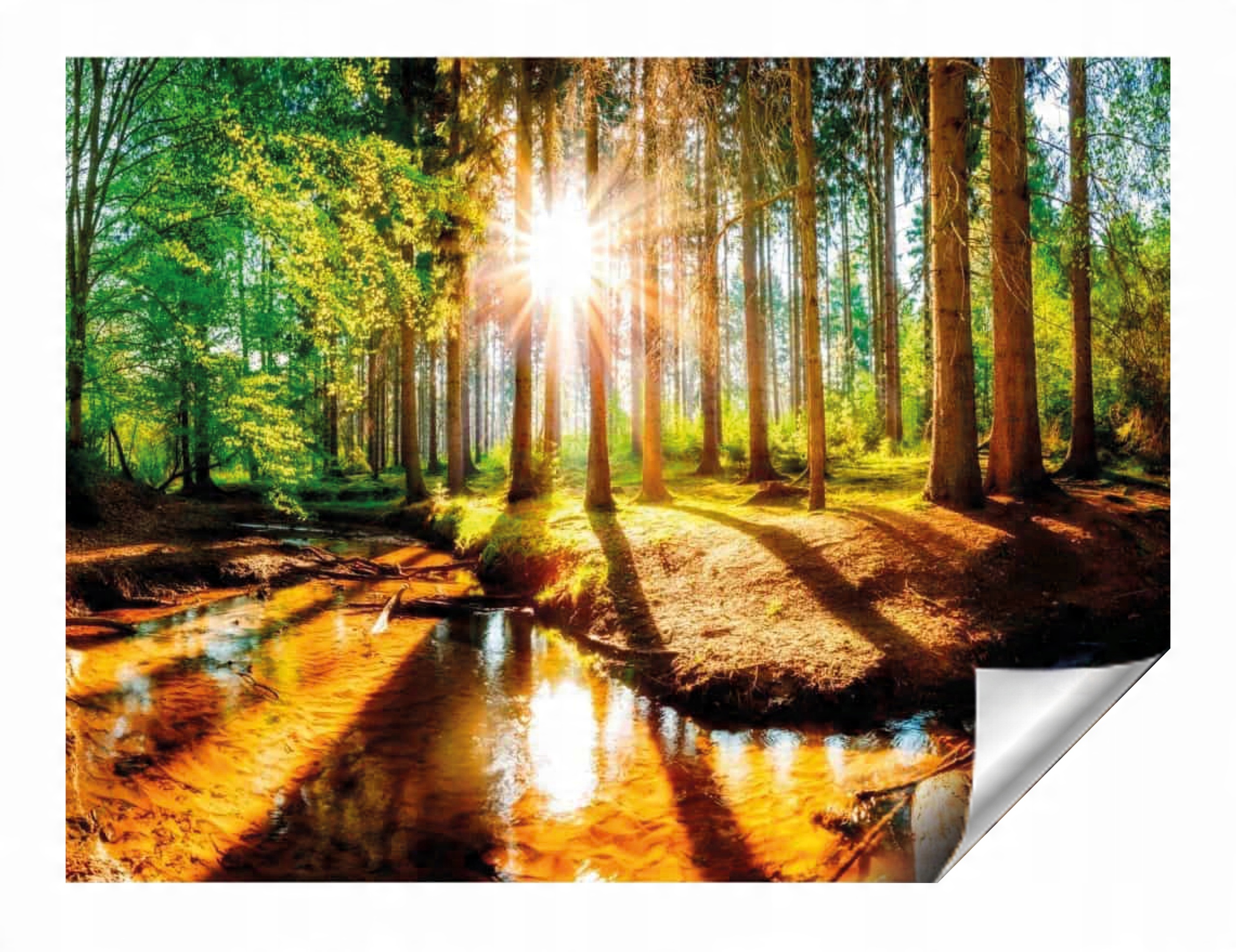 

Fototapeta las drzewa natura widok 250x175