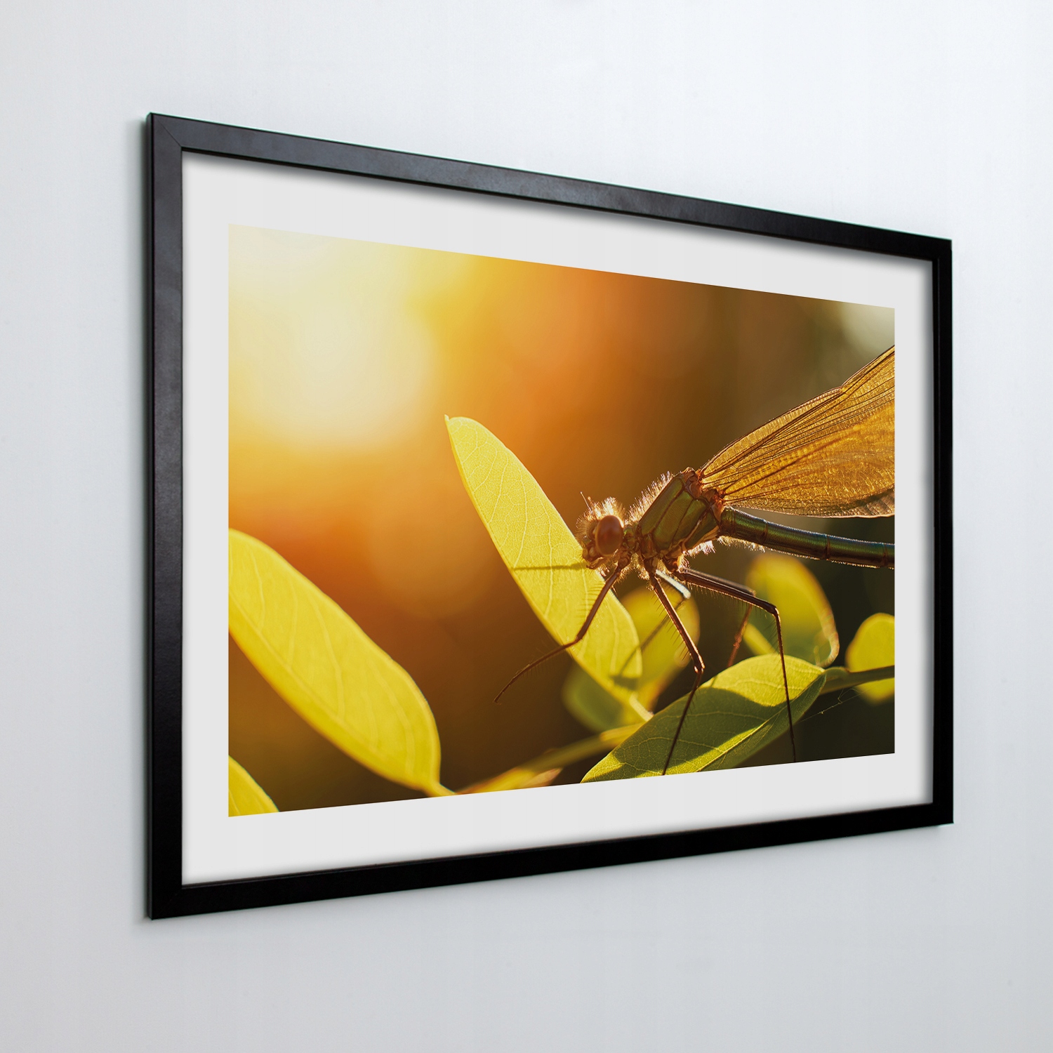 Nástěnný fotoobraz v rámu Vážka listy 100x70 cm