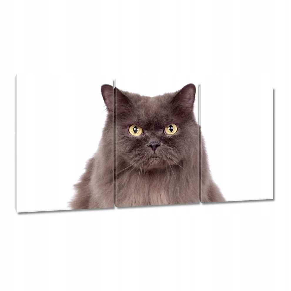 

Obrazy 120x60 Kot Kotki Koty Kicia