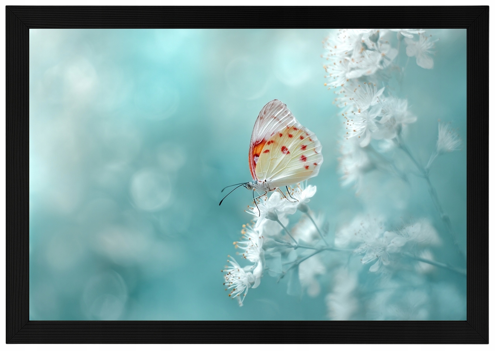 Plakát S Plakát Rámeček , Něžný Motýl, Bílé Květy, Tyrkýzový Bokeh 60x40