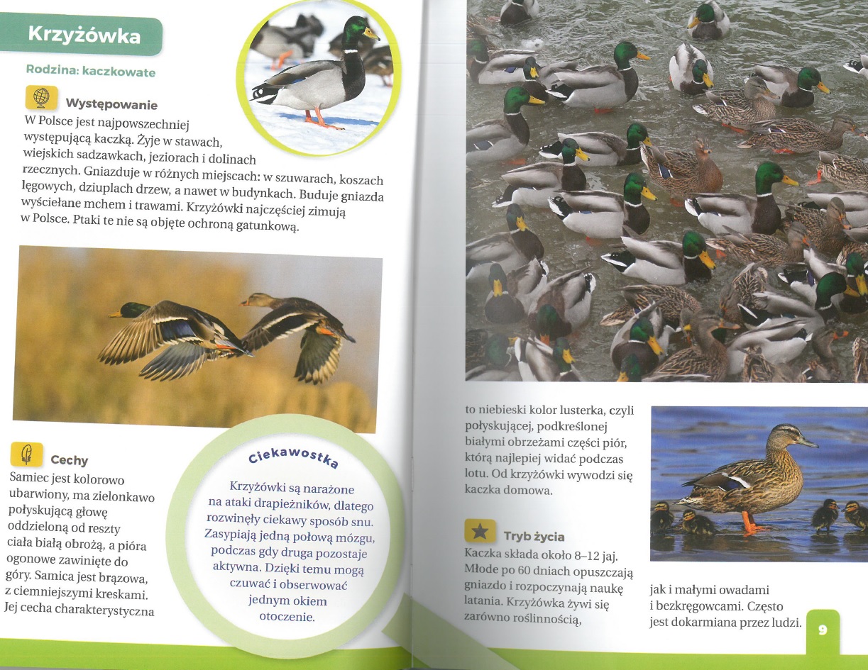 JAKI TO PTAK ? ATLAS DLA DZIECI Dominik Marchowski ISBN 9788382224139