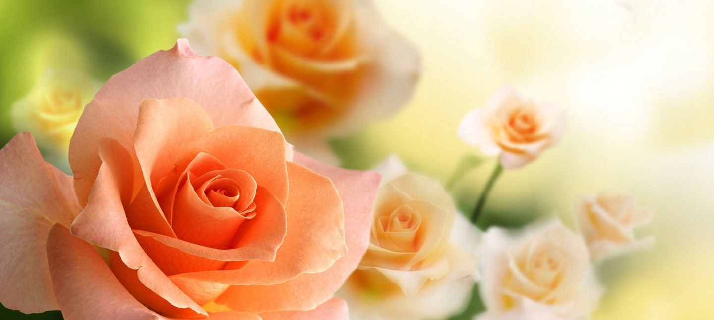 ZESTAW PREZENTOWY ŚWIĄTECZNY KOSMETYKÓW CIAŁA I KĄPIELI RÓŻA Kod producenta 44010