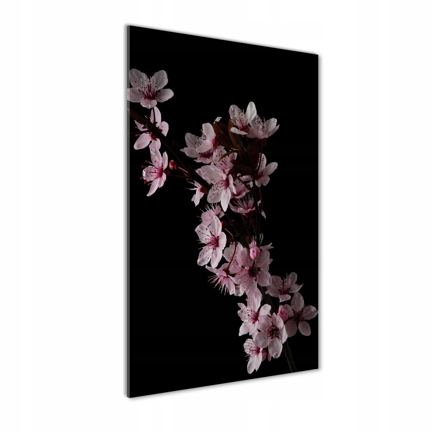Fotoobraz tvrzené sklo Květy třešní 50x100 cm