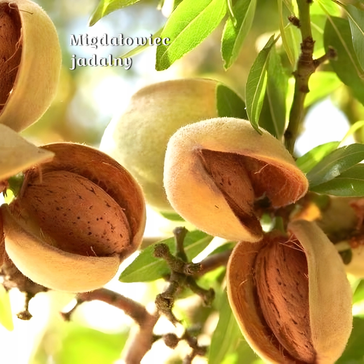 Съедобное миндальное дерево - Prunus dulcis.