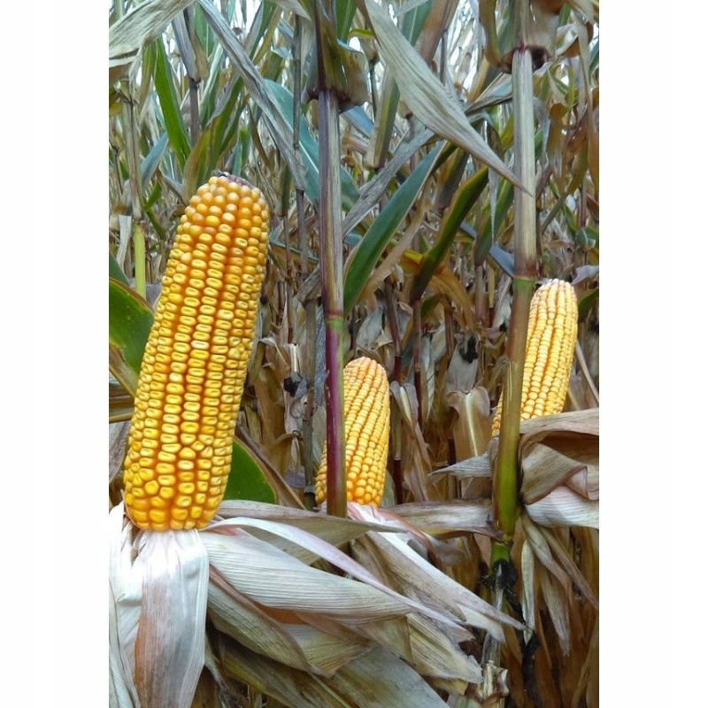 Semena kukuřice Kukuřice Mafatee Fao 250 k