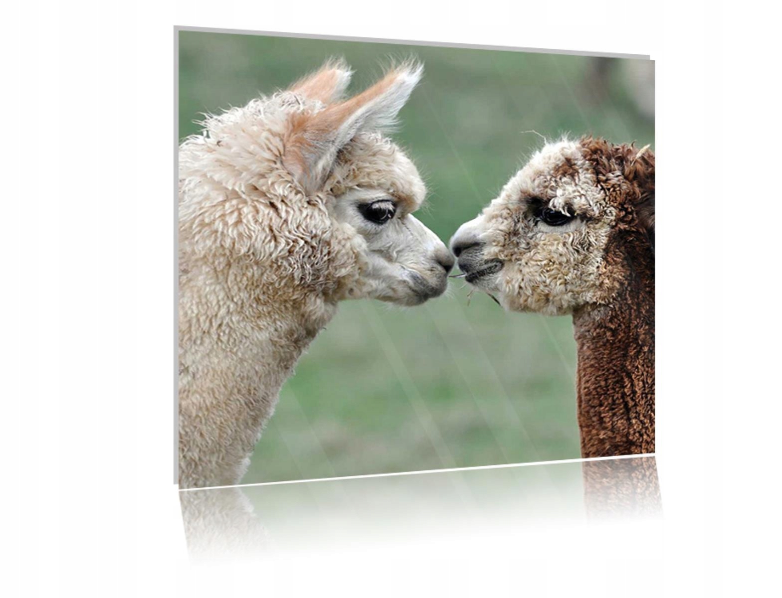 

Obraz szklany na szkle Alpaka 03 40x40