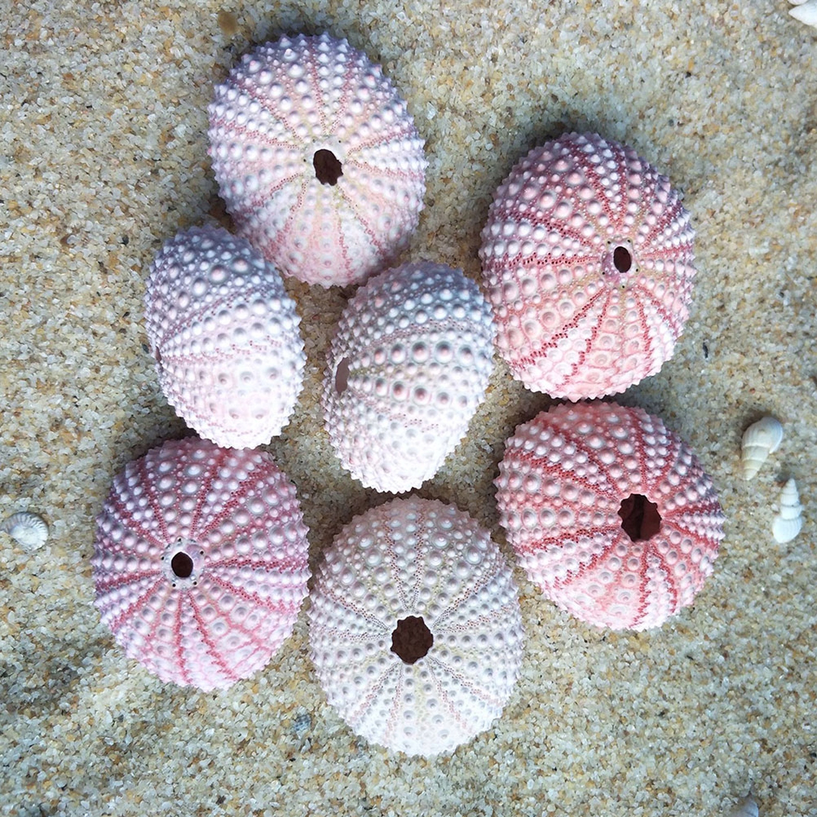 Pojemnik DIY na Rośliny - Muszle Morskie z Ananasem Materiał kompozyt