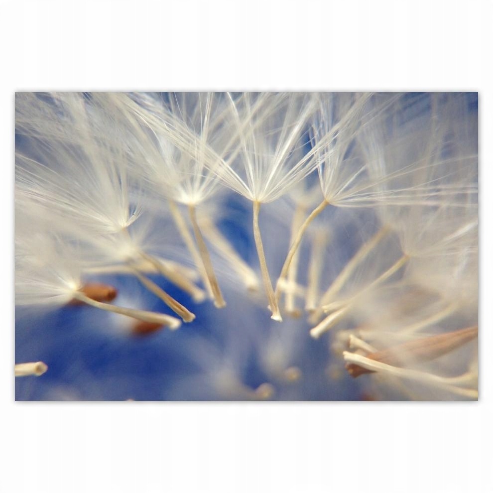 

Plakat 93x62 Dmuchawiec Kwiat Kwiatki