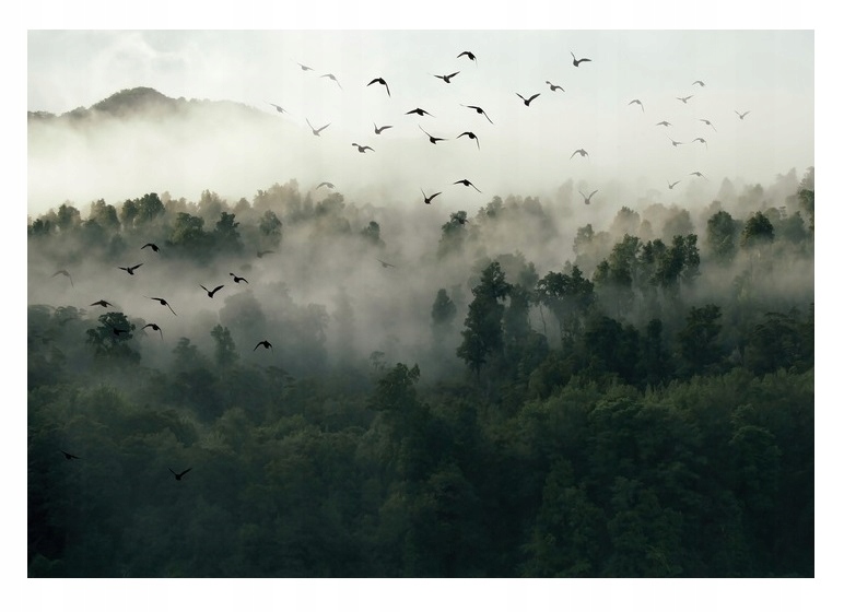 Fototapeta Les V Hmle Vtáky Krajina 3D 312x219