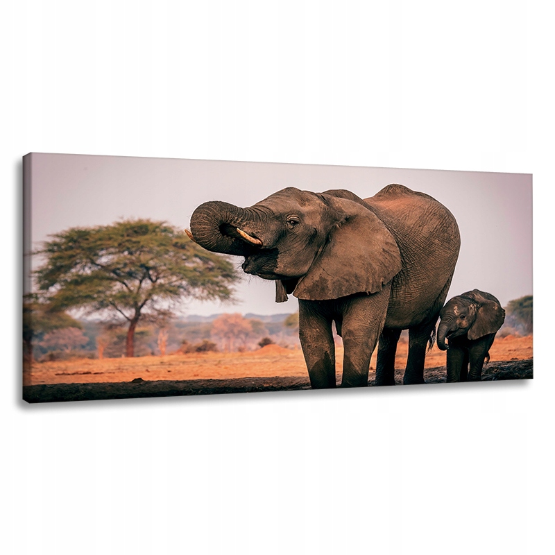 Obraz na plátně Sloni ve vodě Afrika Příroda 120x60 cm Ideální jako dárek