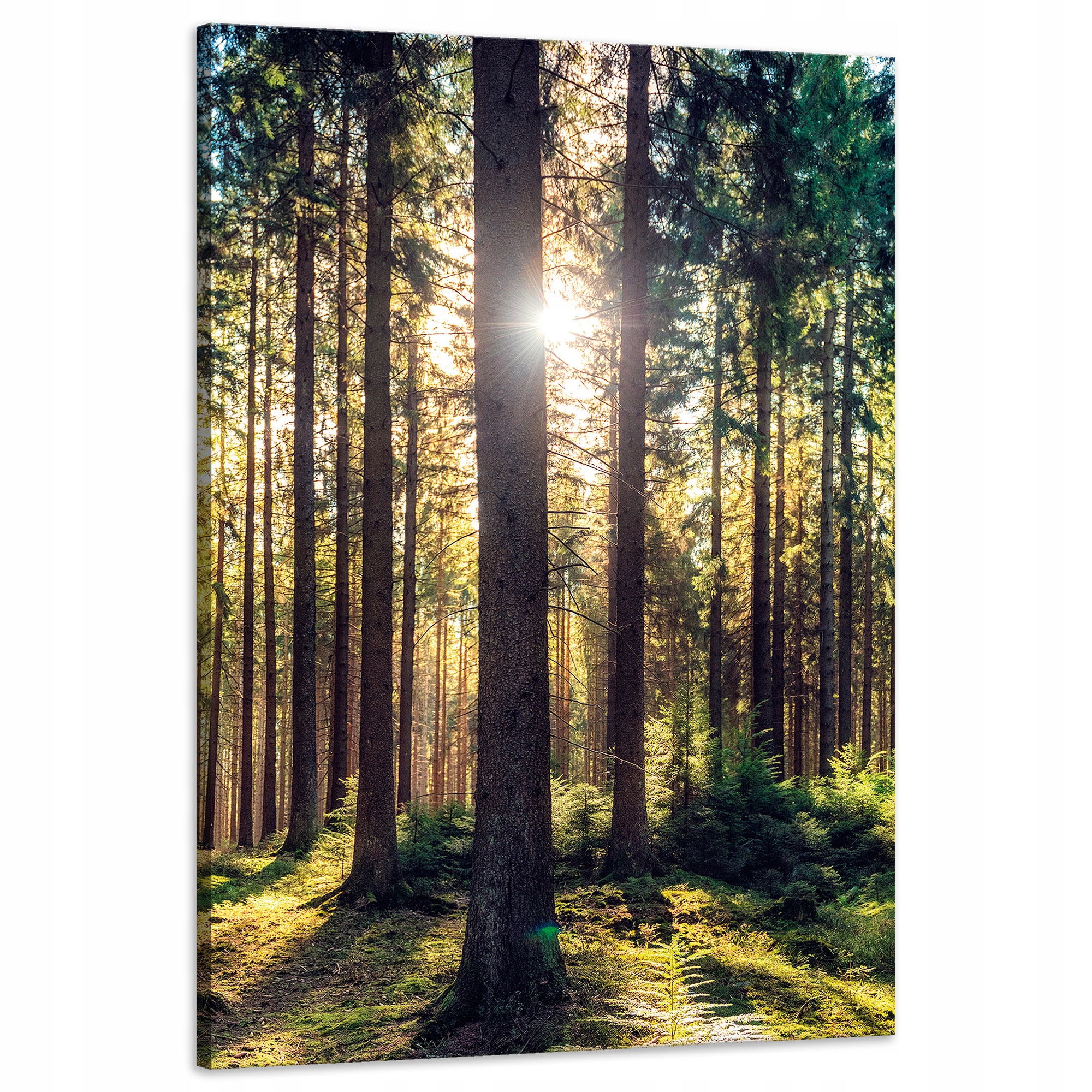 Obraz na plátně Les Slunce Stromy Jaro Ráno 60x90 cm